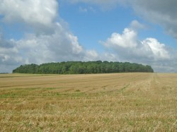 Bois du moulin1
