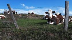 Vaches