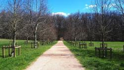 Forêt de Lespinasse, grande allée vers les circuits pédestres et VTT