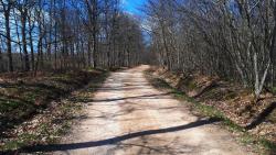 Piste forestière