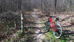 Chemin de la Briquelandière, remontée dans la forêt
