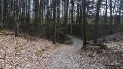 Chemin en forêt de Lespinasse