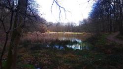 Forêt de Lespinasse, étang des Pierrards
