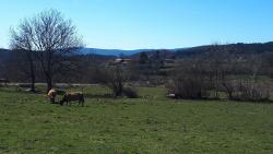 Vue sur le hameau de Montloup et vaches