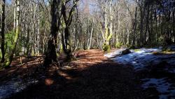 Montée dans le Bois de Golne