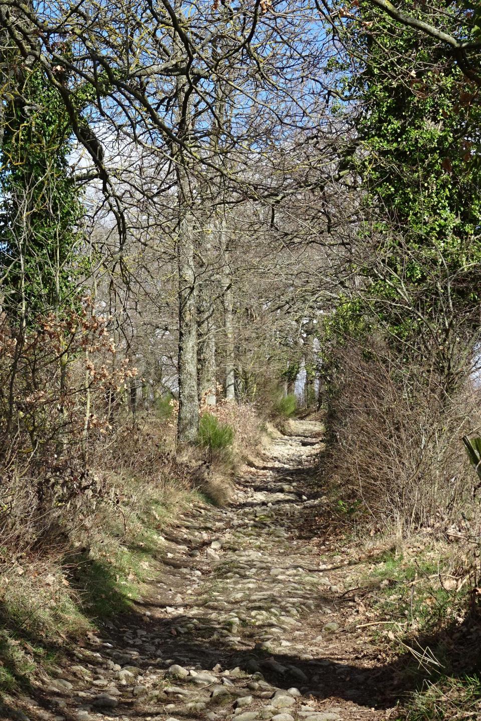 Bois de la Fouillouse