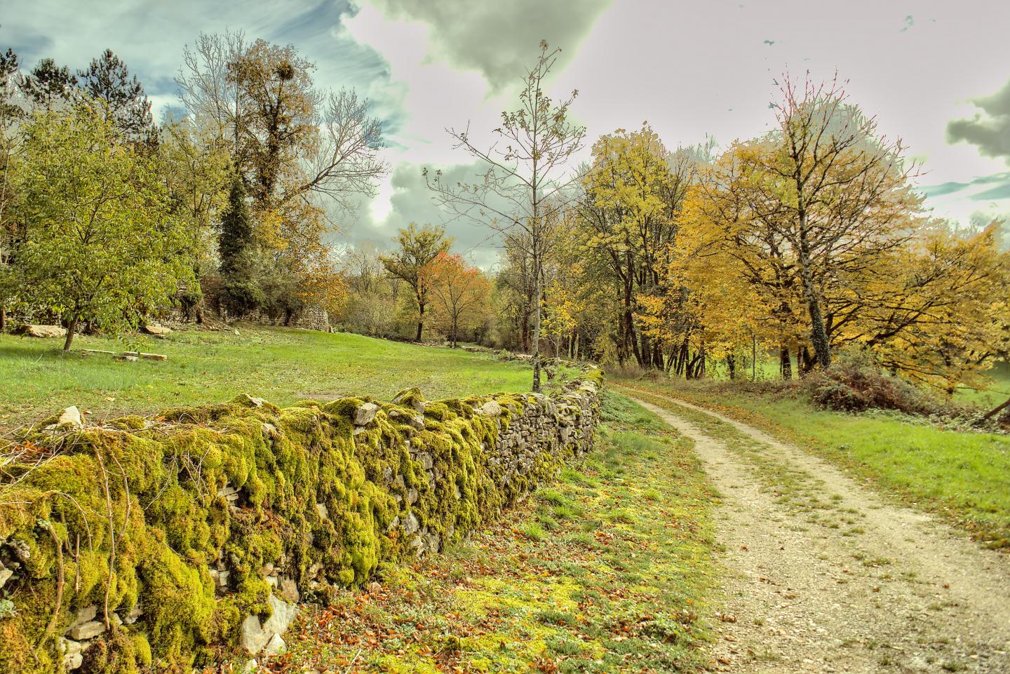 Entre forêt et étang de Besain