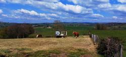 Laye, chevaux