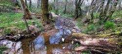 En bas de Pied Buisson, chemin-ruisseau