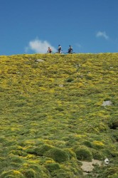 Etape 5 : Magnifique flore à la descente de la piste qui longe le canyon d'Ordesa