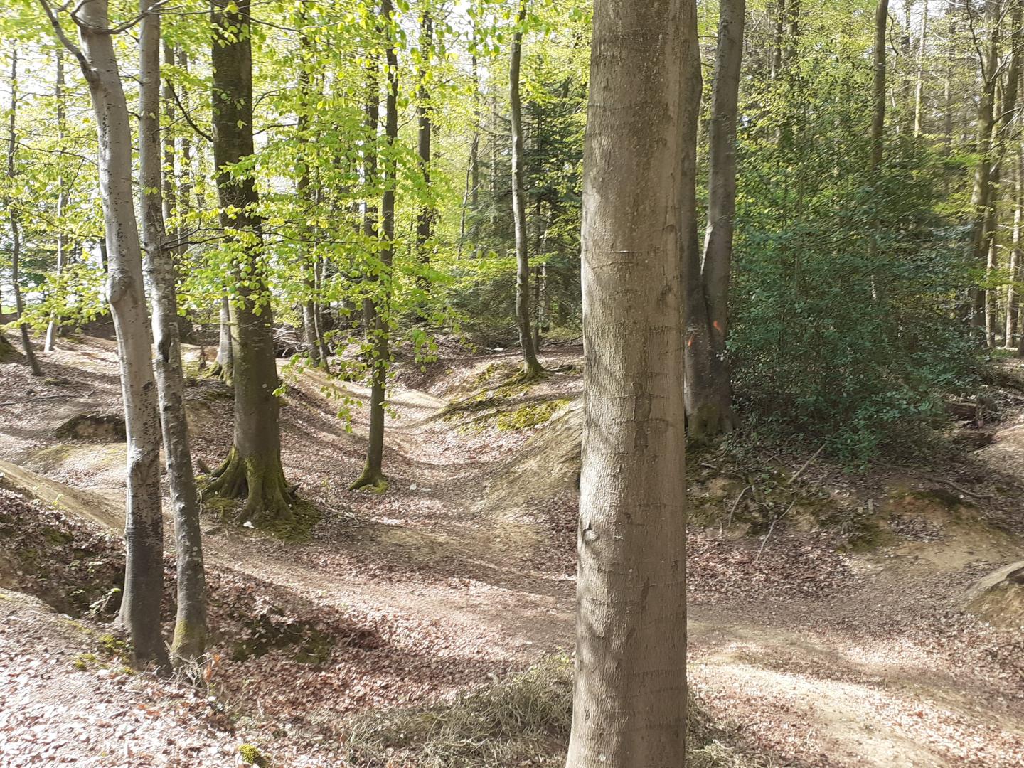 Sortie en basse forêt d'Eu