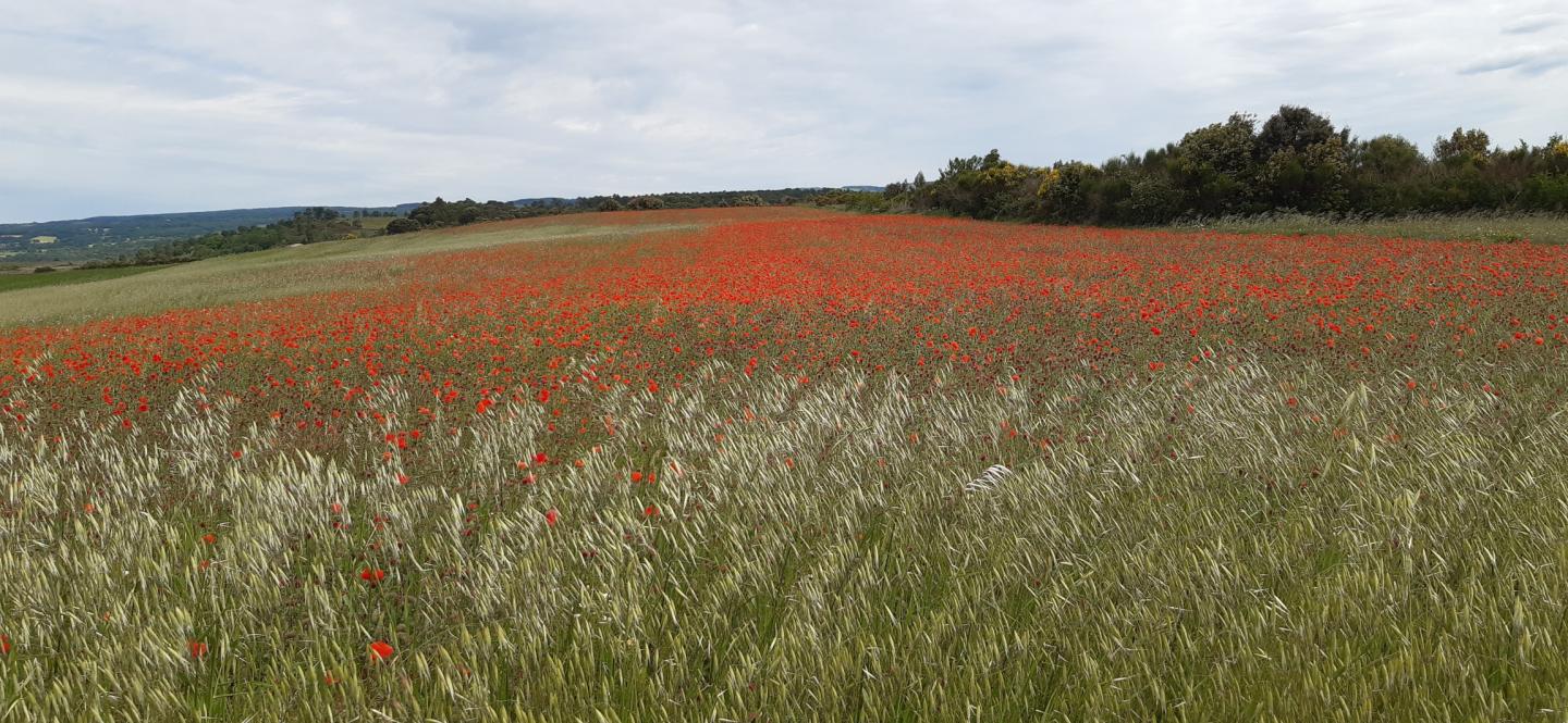 Les trésors d'Aragon à Montolieu