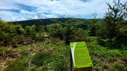 Forêt de Bécajat, vue sur less éoliennes