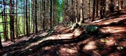 Sentier forestier vers Le Verger
