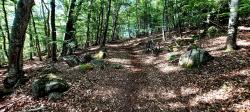 Joli sous-bois