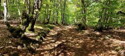 Chemin en sous-bois