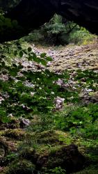 Coulée de blocs volcaniques