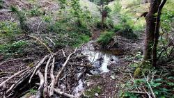 Gué de la Ganne Morrand, passage délicat sur les branchages, pas de passerelle