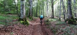 Joli chemin en sous bois