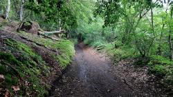 Joli chemin en sous bois