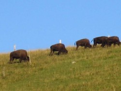 Buffalos, no Bill