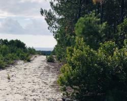 Vue sur la forêt et l'océan