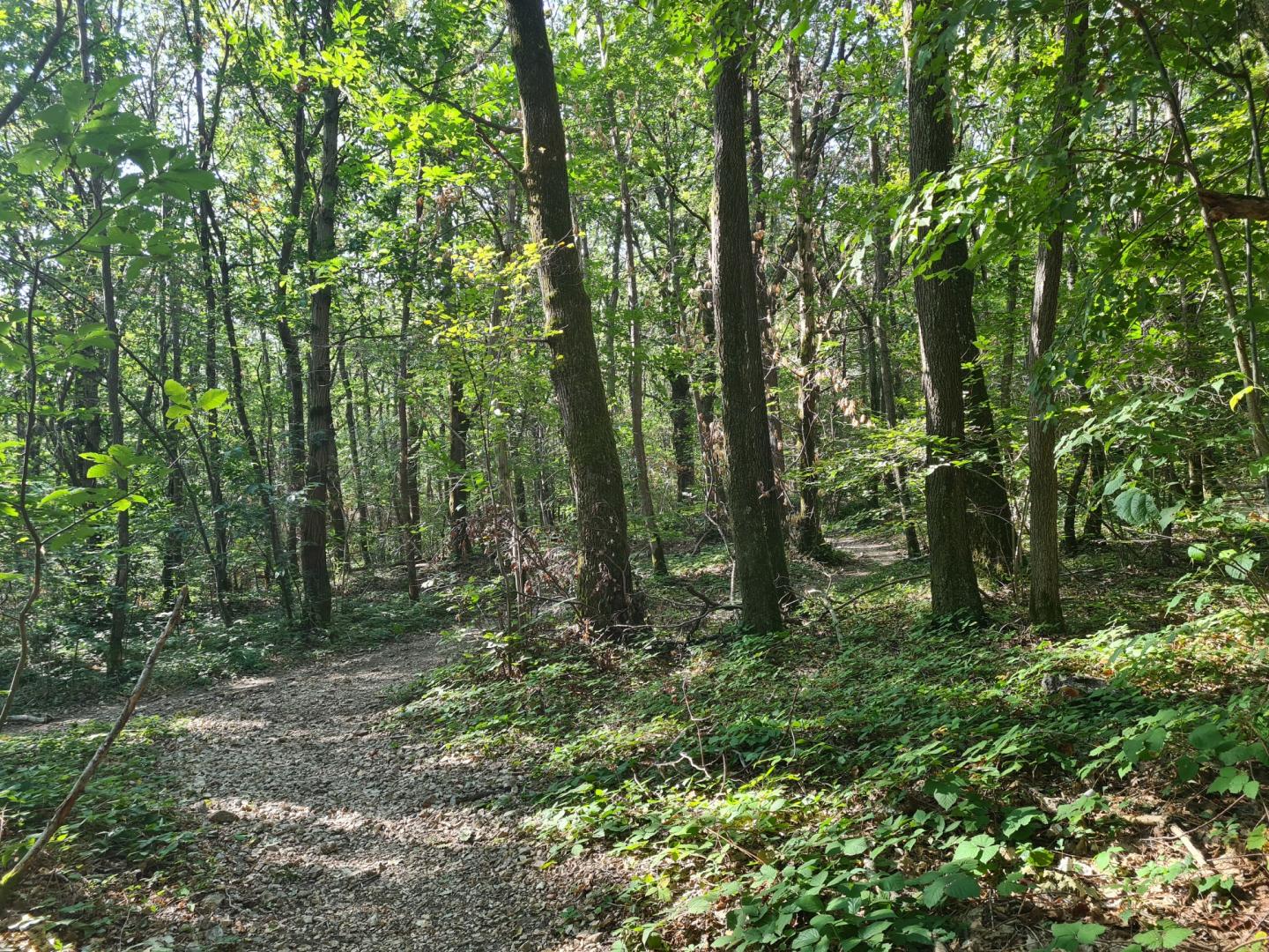 Boucle de Marcy à Lozanne via les bords de l'Azergues