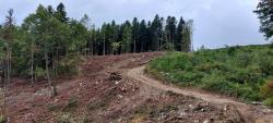 Piste forestière