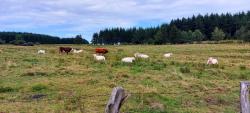Vaches