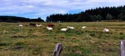 Vaches sur le plateau des Mélèzes