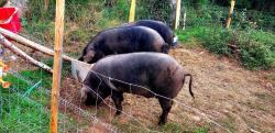 Cochons noirs de la ferme auberge