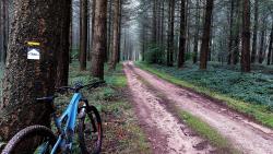 Bois de Barrot