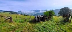 Paysage du Beaujolais et vaches