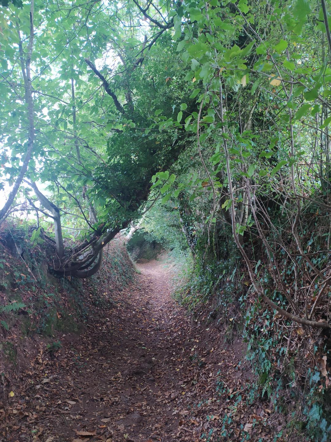 Un tour de la forêt de Brocéliande