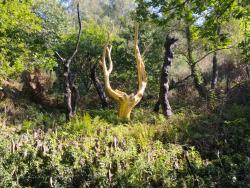 L'Arbre d'Or
