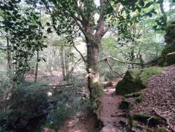 Vallée de l'Aff
