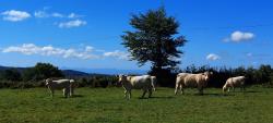 Vaches et vue sur la Chaîne des Puys d'Auvergne