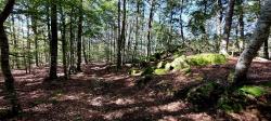 Chemin dans les bois