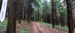 Traversée d'un bois de sapins