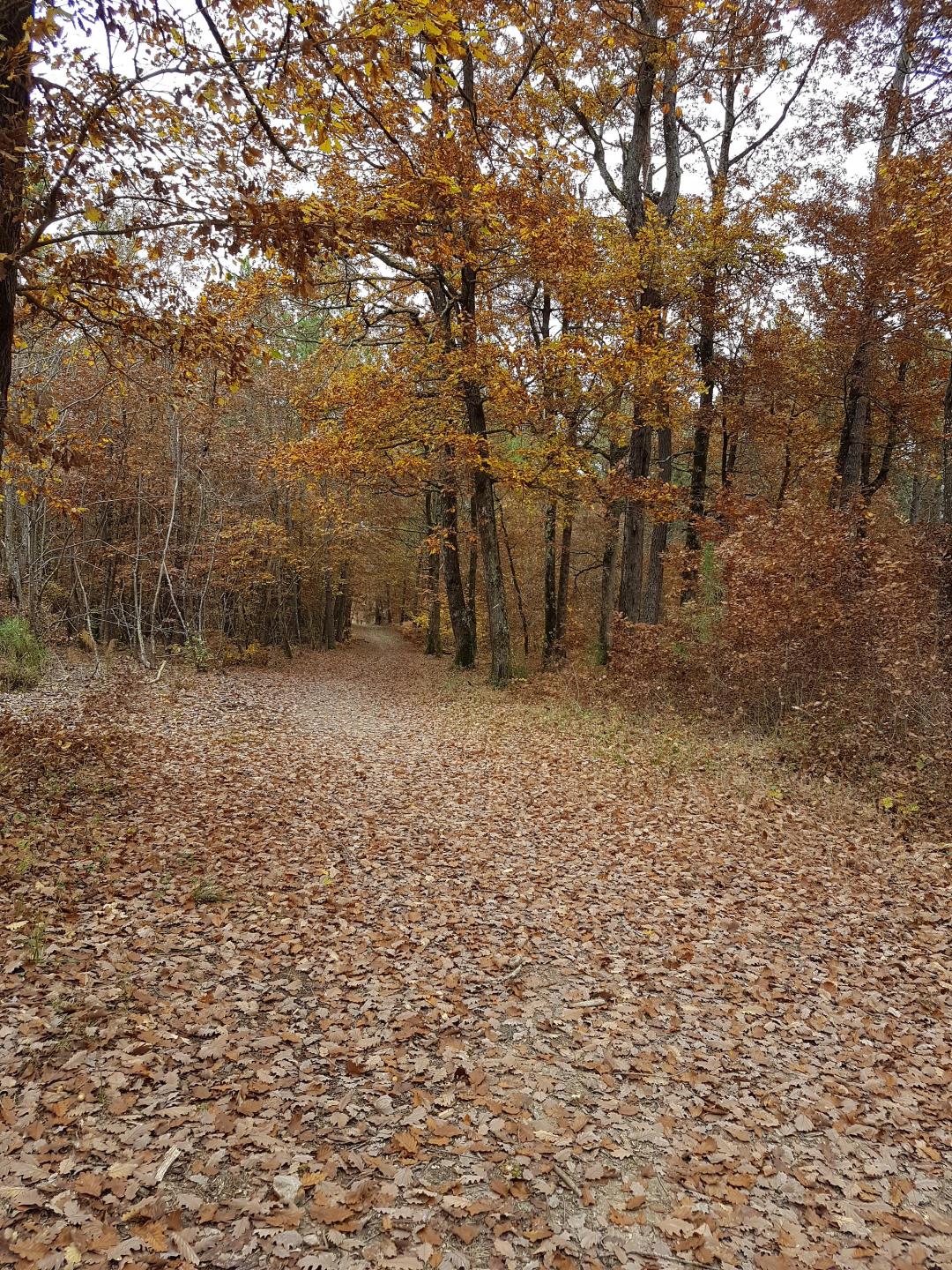Sud-ouest de la forêt de Bouconne