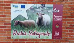Élevage de brebis Solognotes