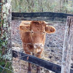 Vache
