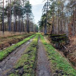 Allée forestière vers l'écluse de Montfranc