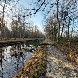 Canal de la Sauldre, arbre sur le chemin