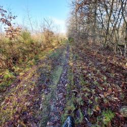 Chemin forestier