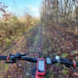 Chemin forestier