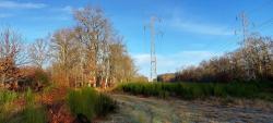 Chemin forestier sous la ligne haute tension
