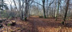 Chemin forestier