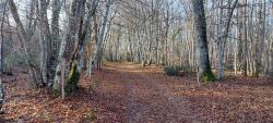 Chemin forestier