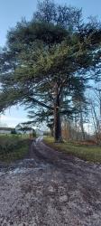 Chemin en Sologne